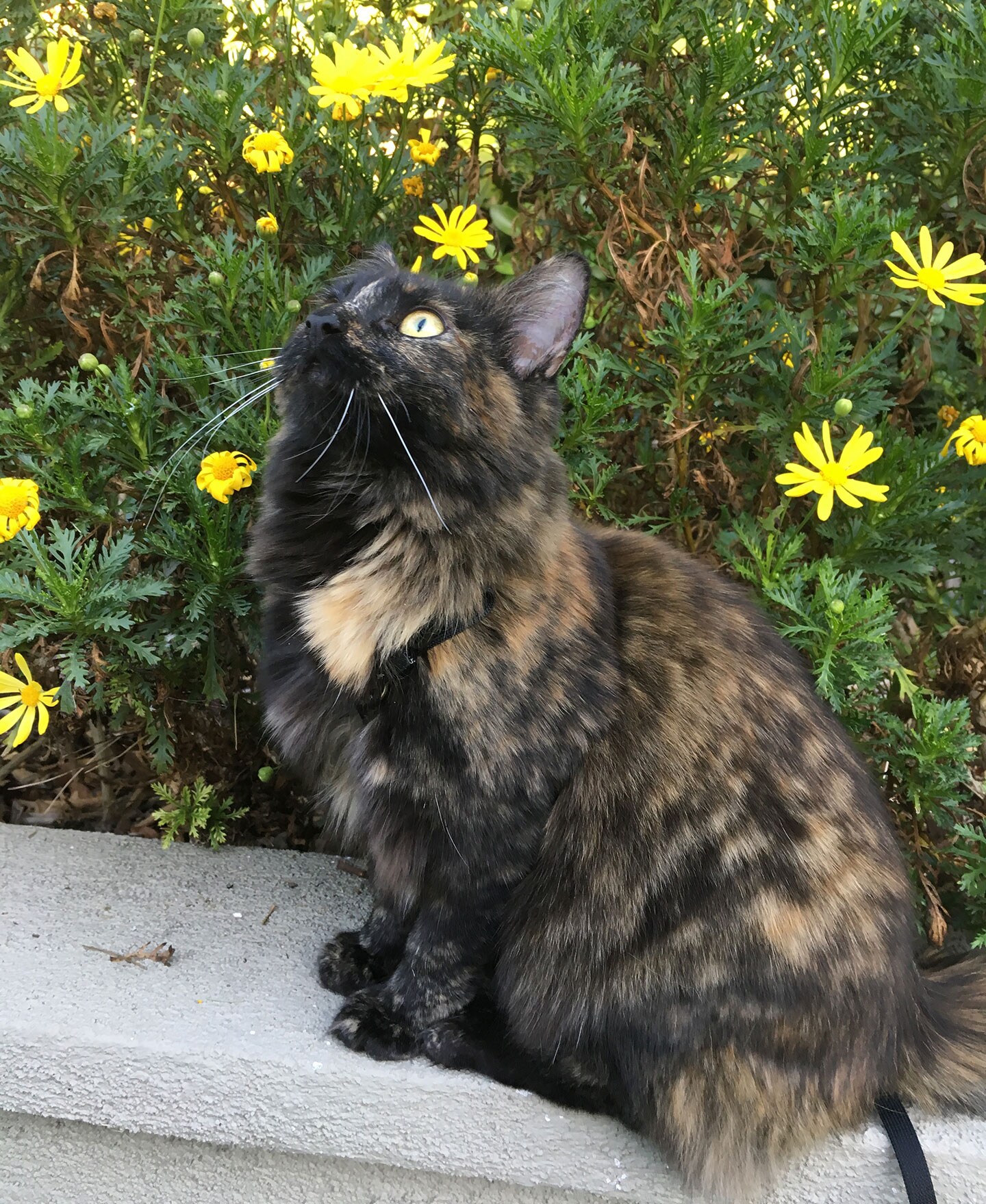 what makes a family - Luna grown up