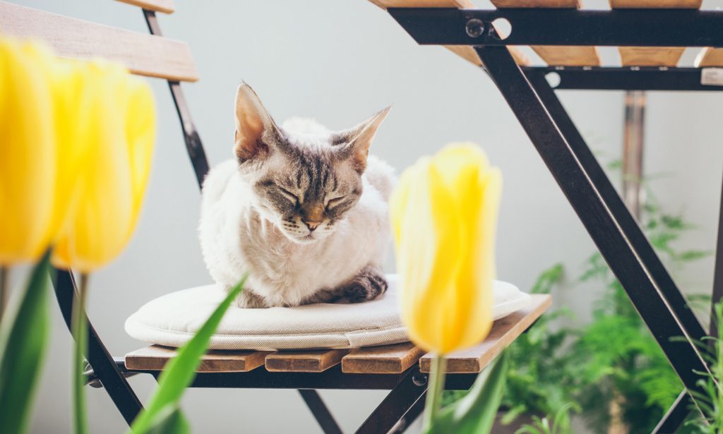 Is Bitter Root Or Dogbane Hemp Toxic to Cats? 