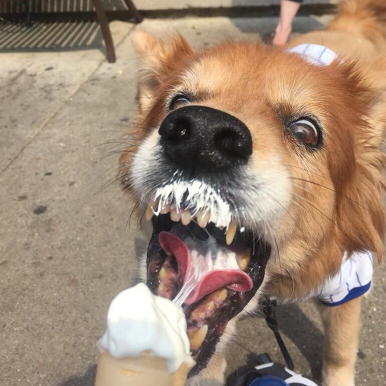 pet bucket list