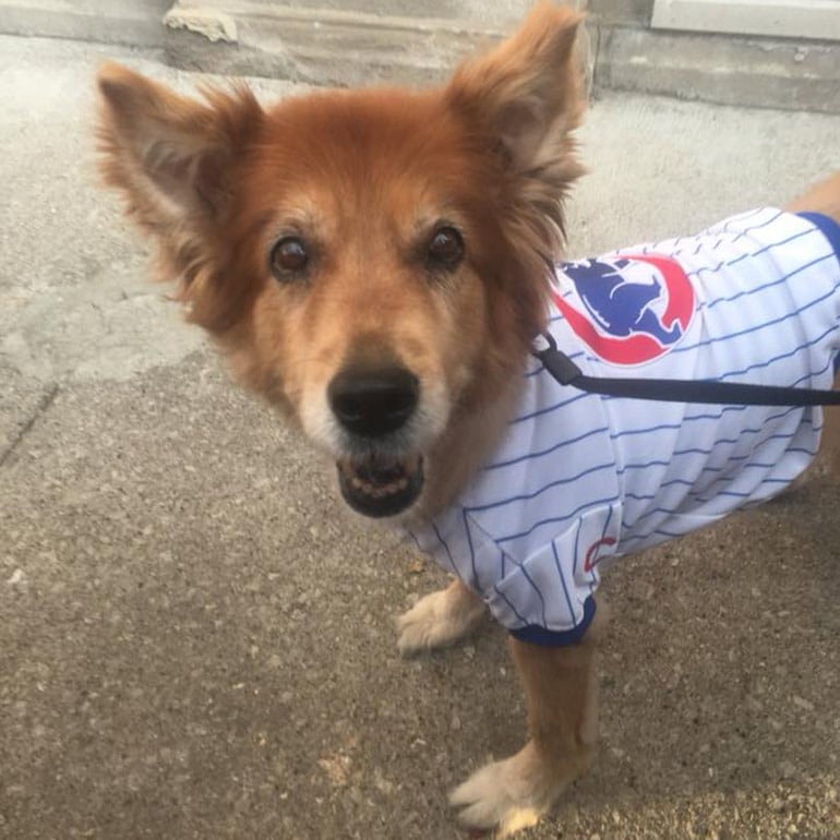 Chicago Cubs Licensed Cat or Dog Jersey 