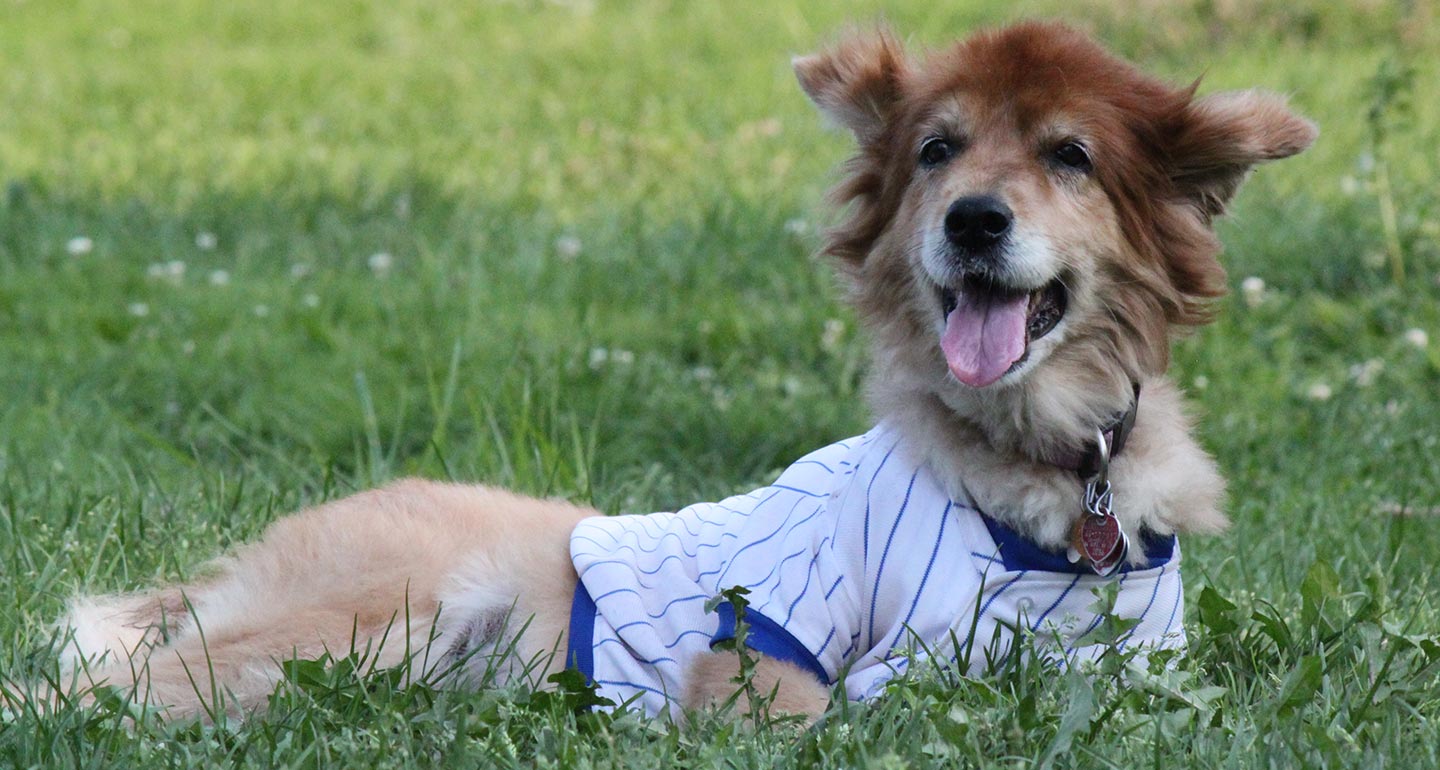 pet bucket list