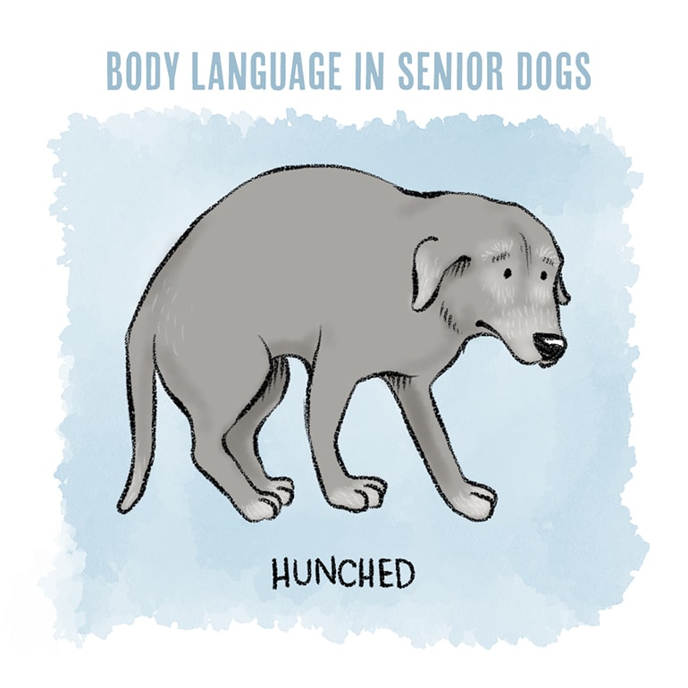 scared dog body language