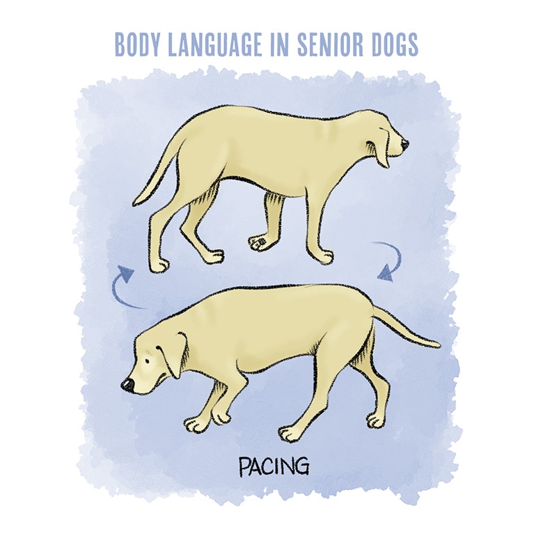 Understanding Dog Body Language in Senior Dogs | BeChewy
