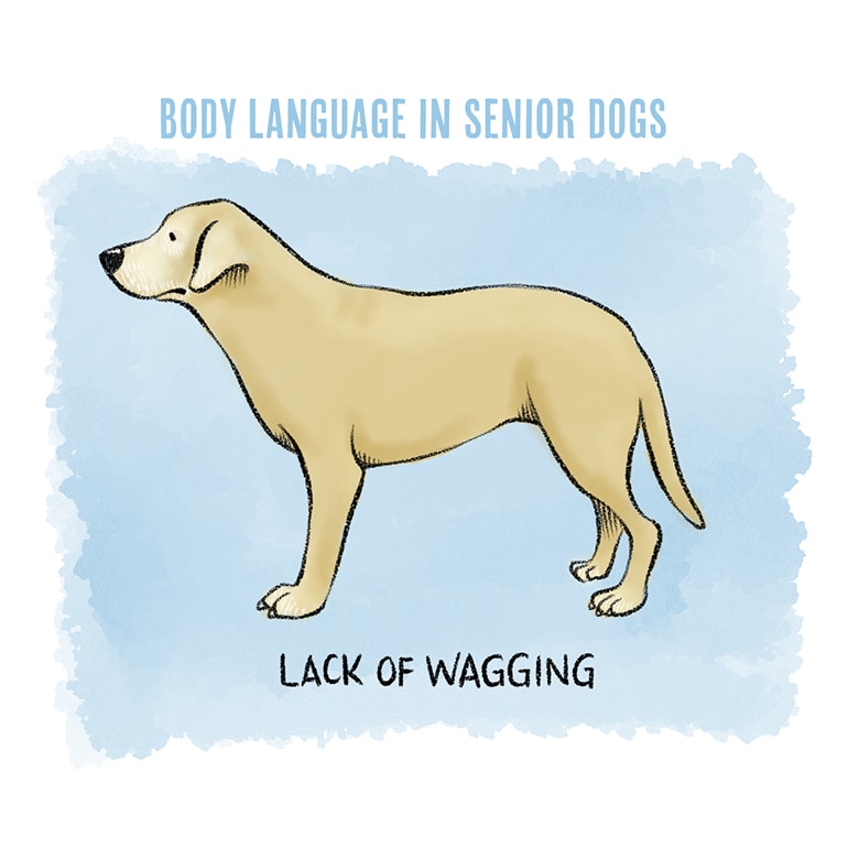 Understanding Dog Body Language in Senior Dogs | BeChewy