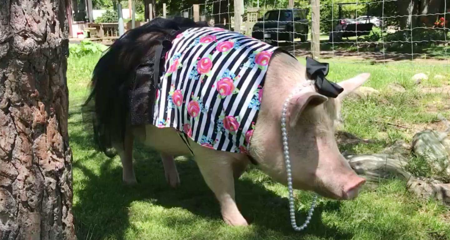 The LargerThanLife Story of How Esther the Wonder Pig Inspired a Farm