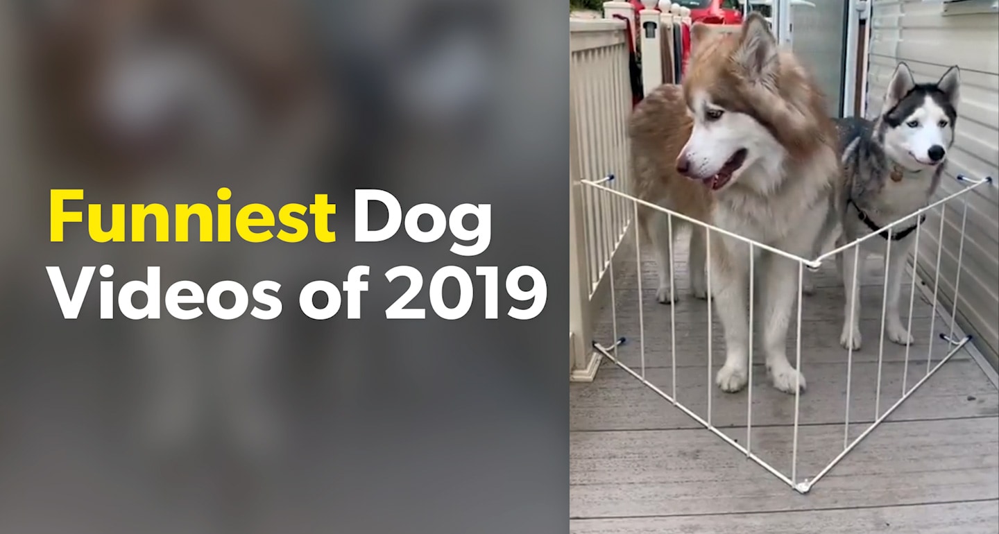 The 14 Best Funny Dog Videos of 2019 | BeChewy