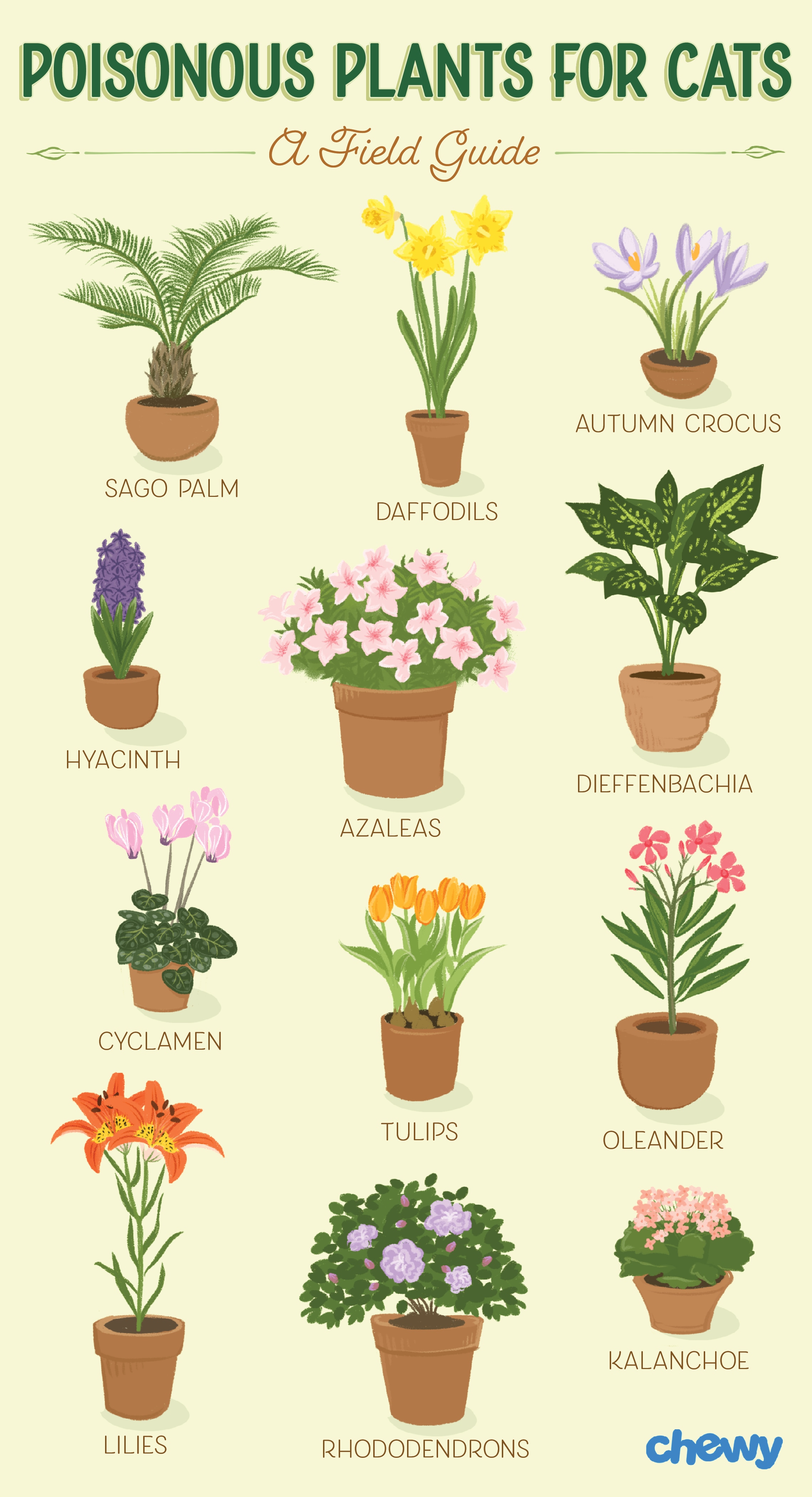 Which Plants Are Poisonous to Cats? A Complete Guide BeChewy