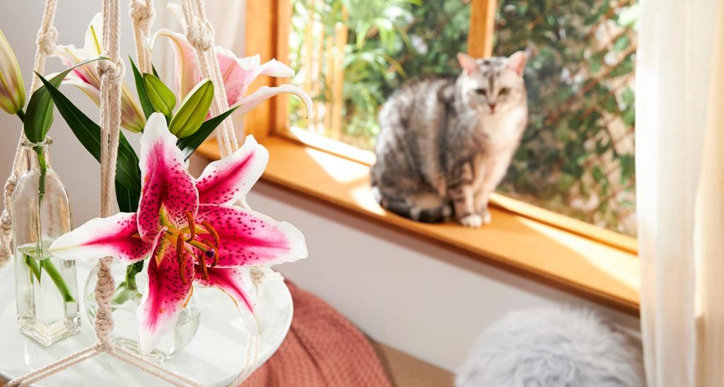 Keep Your Garden Plants Feline Friendly