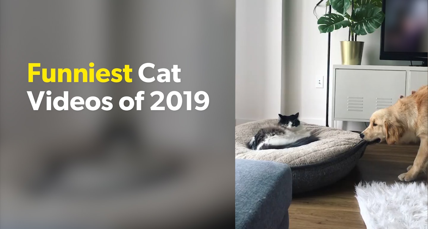 Funniest Cat Videos 2019