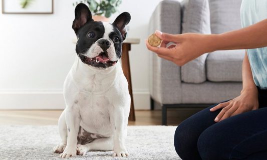 DIY Dog Treat