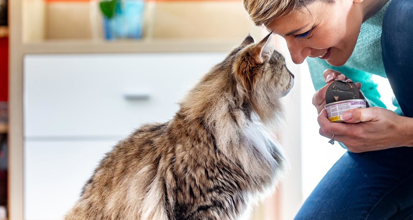The Best Senior Cat Food A Guide To Feeding Your Older Cat Bechewy