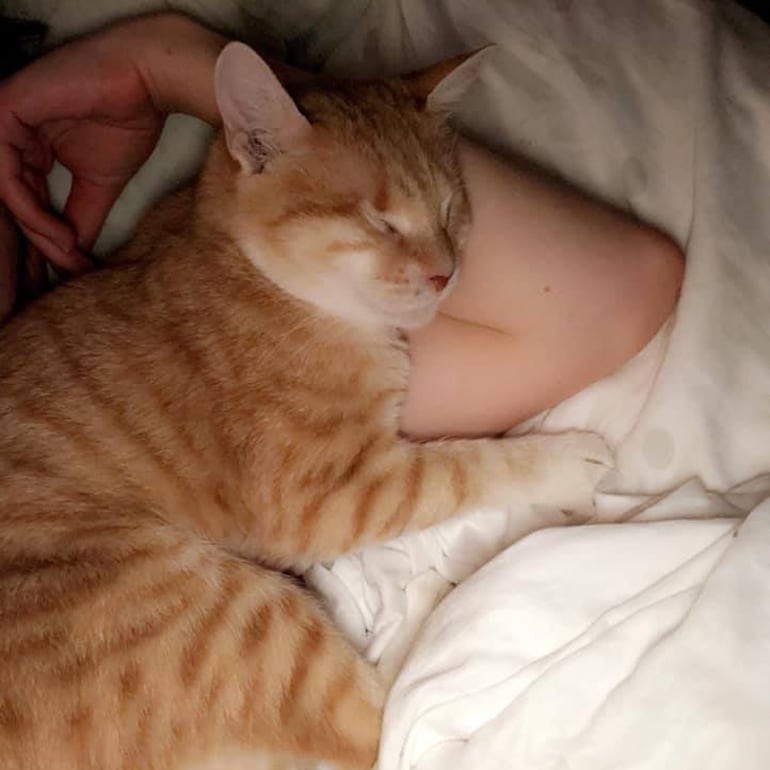 Cat Rescue