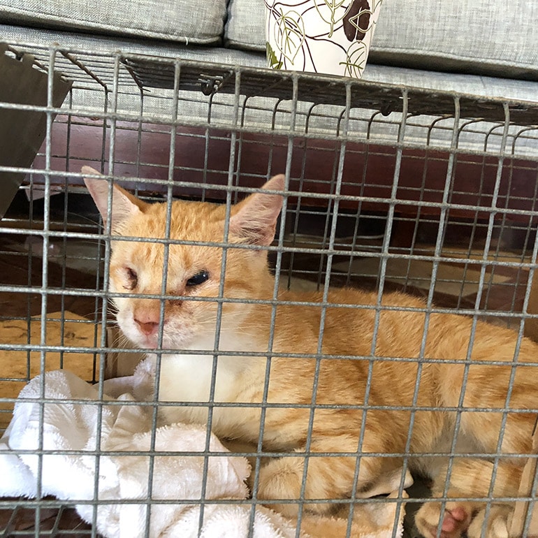 Cat Rescue