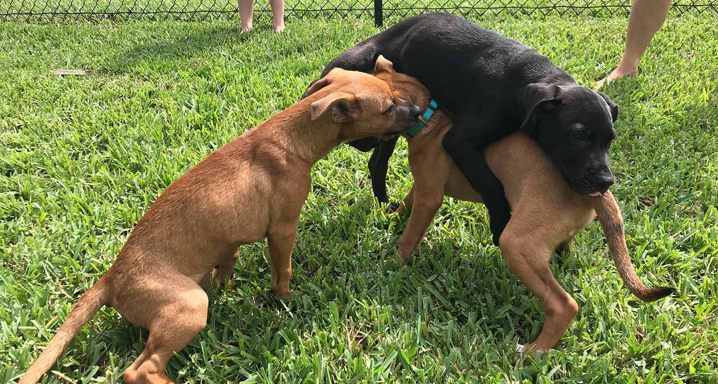 can a brother and sister dog have puppies