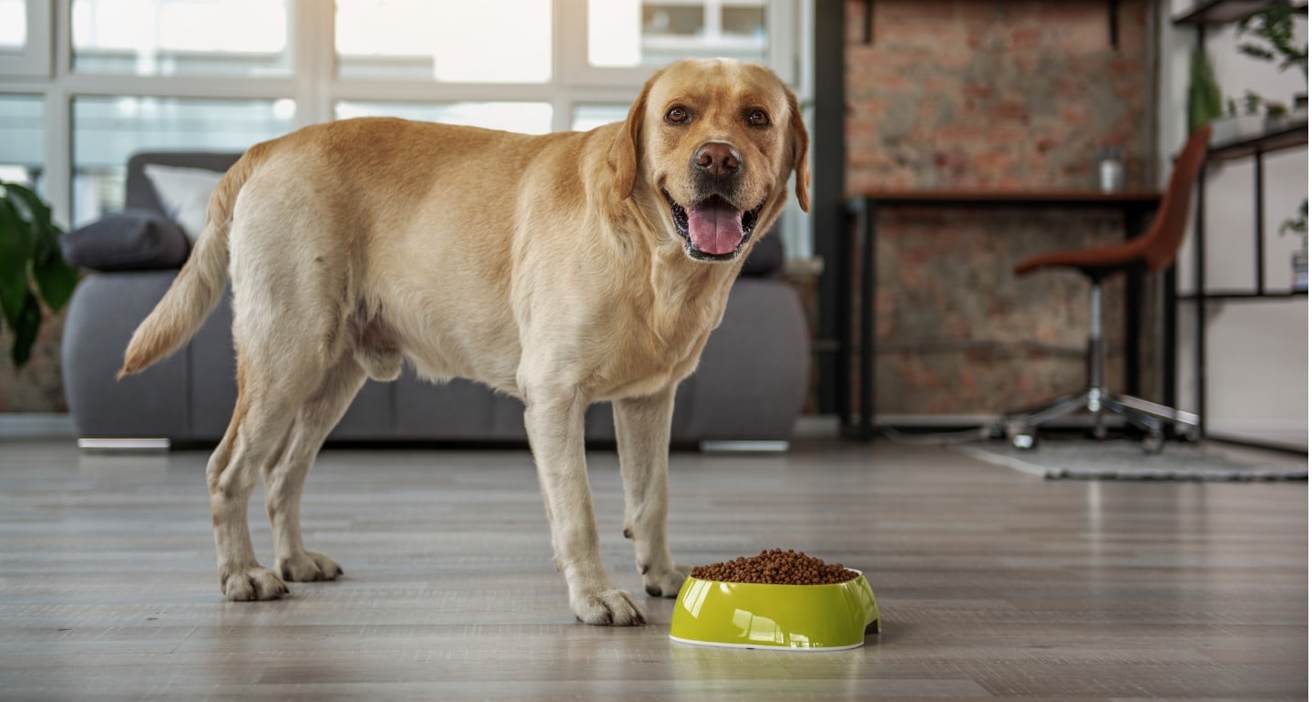 Fish oil for dogs