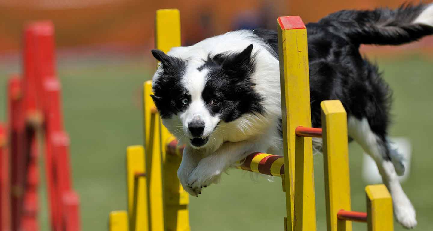 Why Dogs Need Exercise ✔️ Importance & Benefits