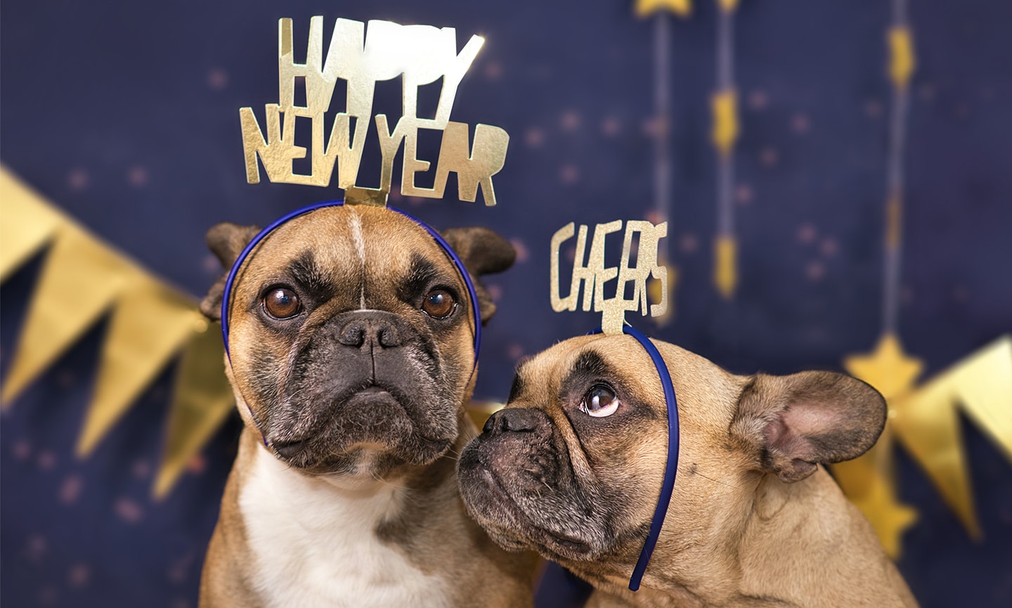 New Year's Eve Safety Tips for Dogs - Mutt Scrub Products