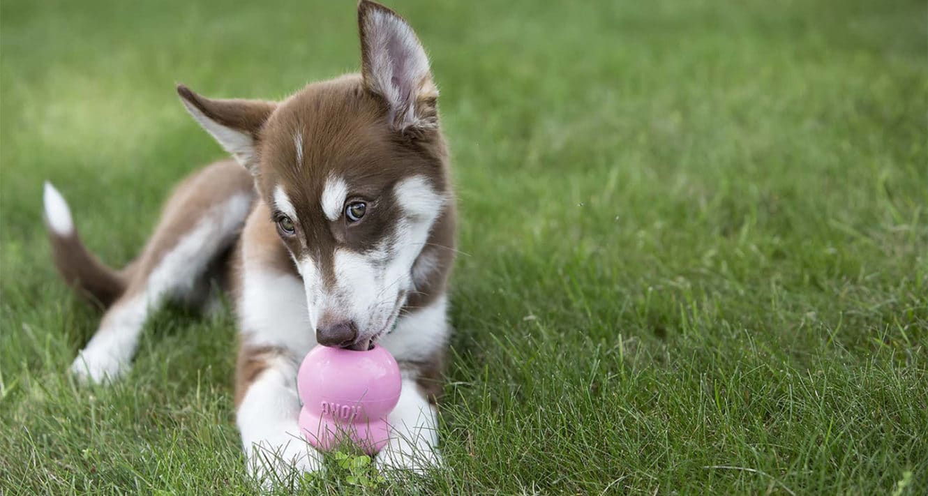 Puppy Teething Symptoms Solutions And When To Call Your Vet Bechewy