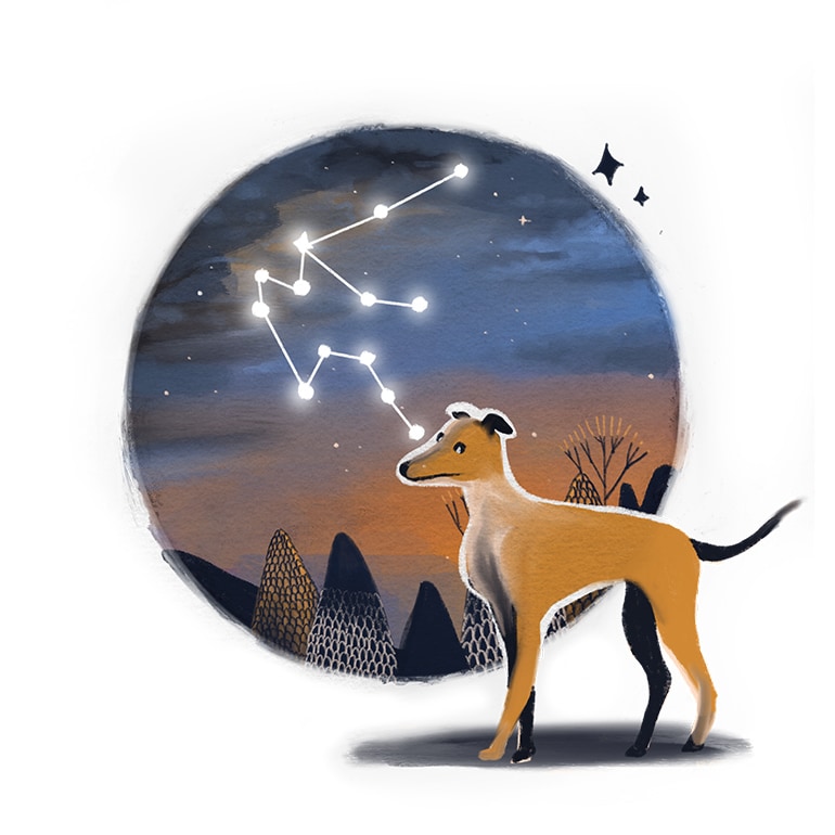 Dog zodiac signs - Aquarius  