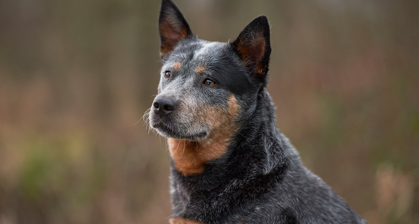 how old is the oldest living dog right now