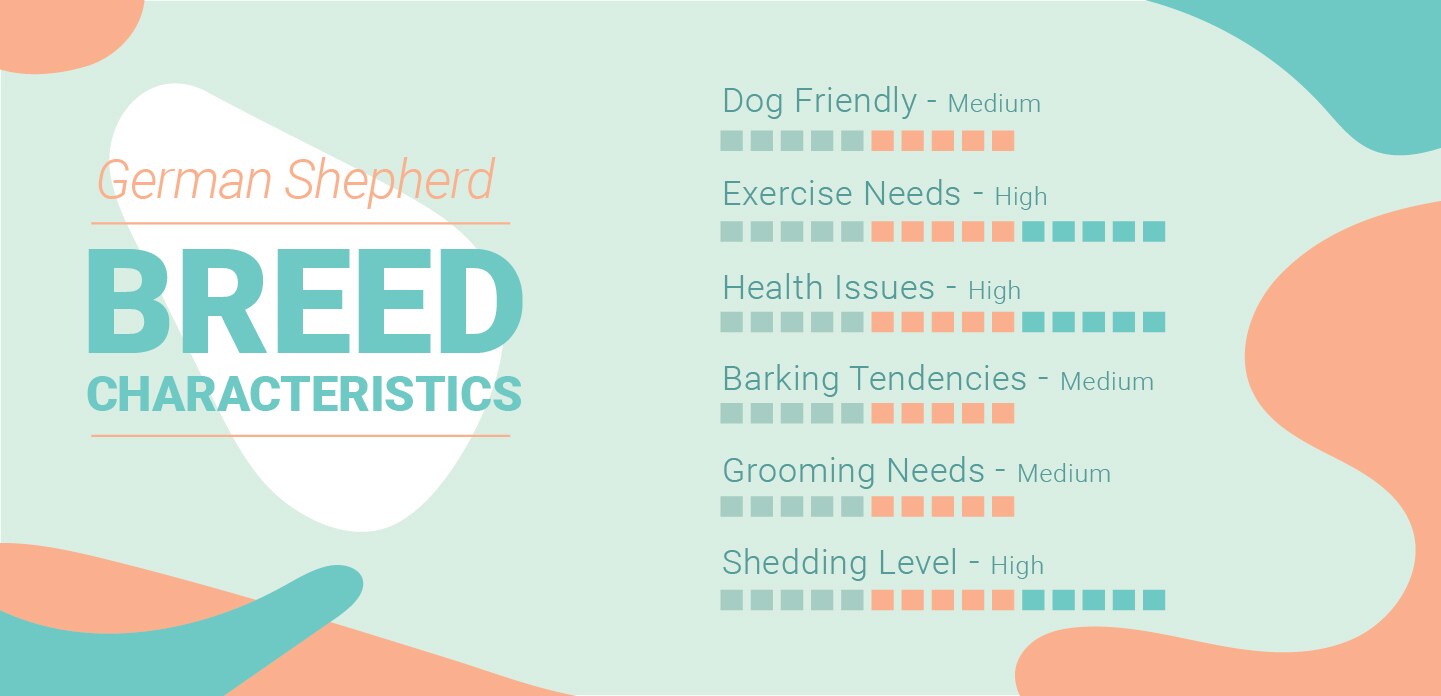 German Shepherd Characteristics