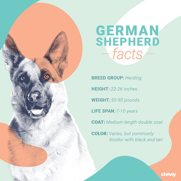 German Shepherd Dog Breed