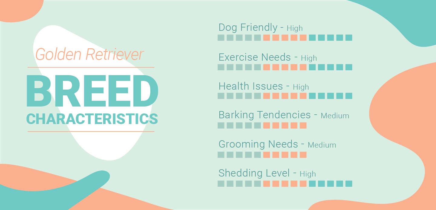 Golden Retriever Characteristics