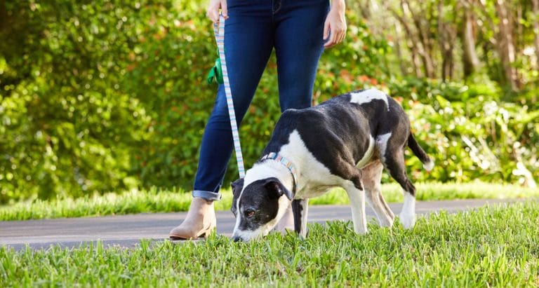 Indoor fashion potty training for older dogs