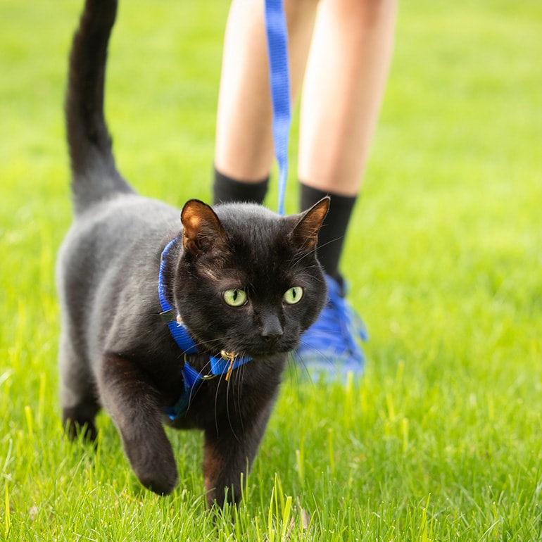 cat exercise
