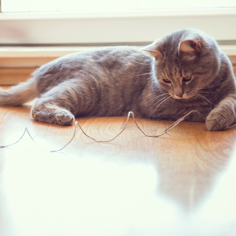 cat exercise