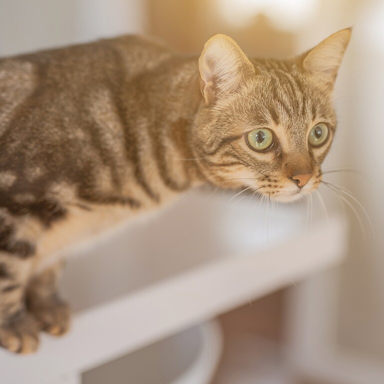 cat exercise