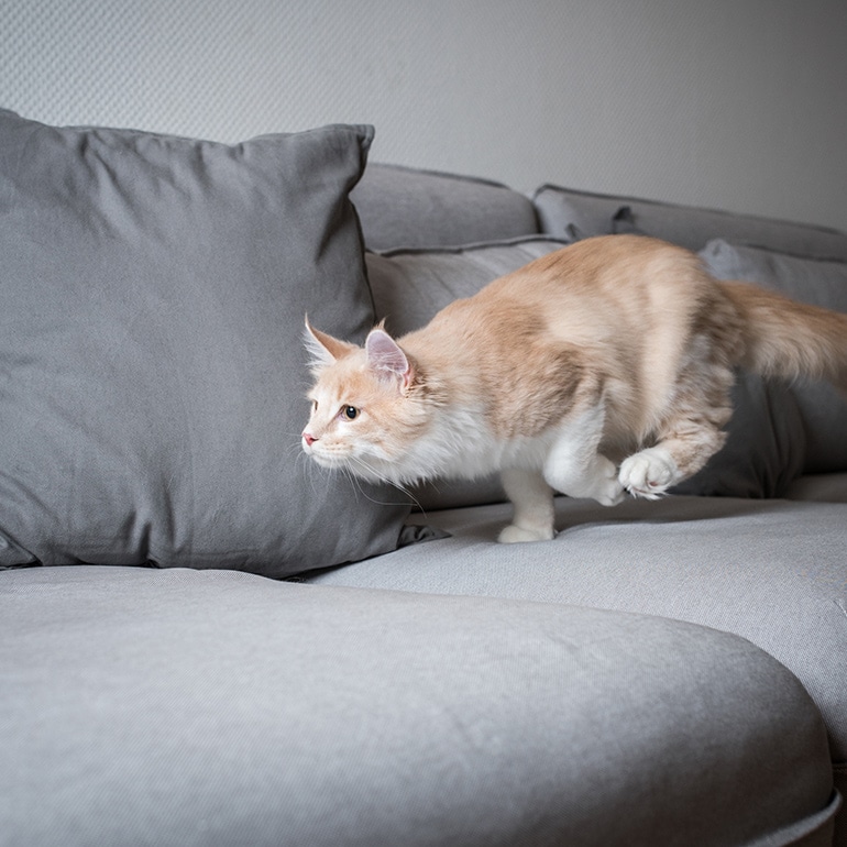 cat exercise
