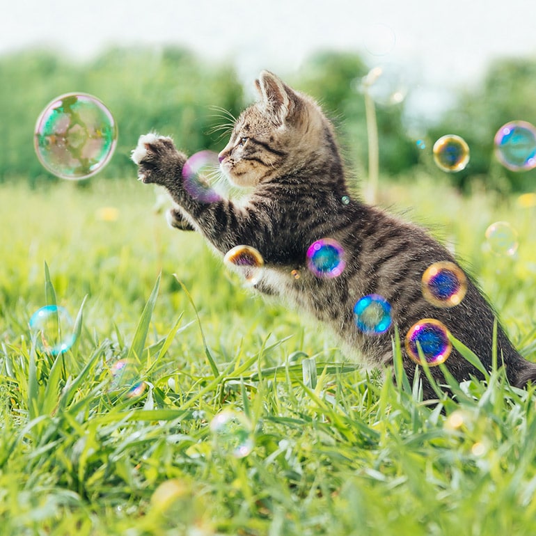 https://media-be.chewy.com/wp-content/uploads/2020/01/14134425/cat_exercise_bubbles.jpg