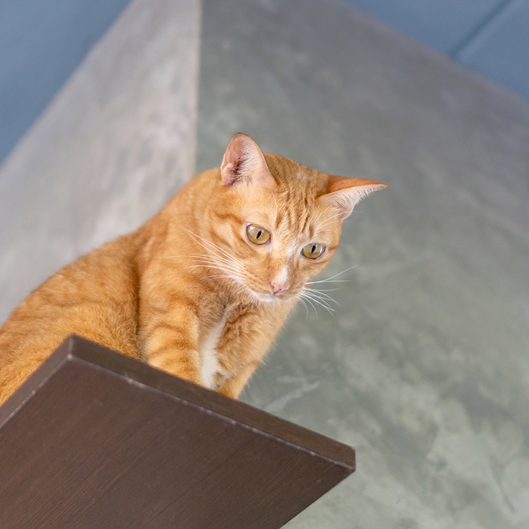 cat exercise