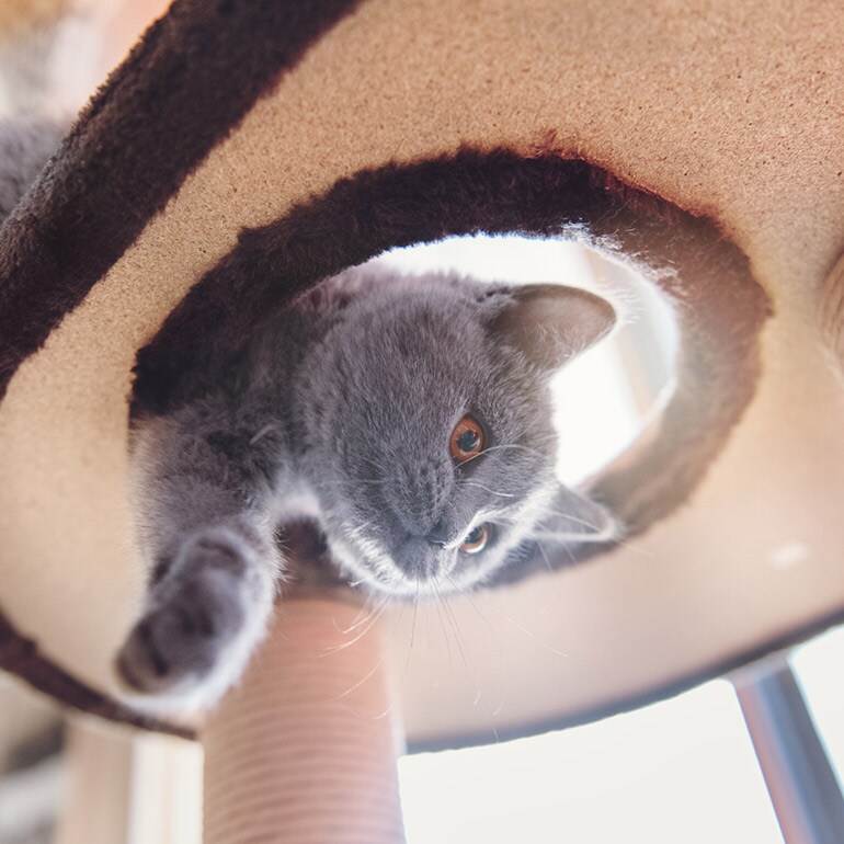 cat exercise