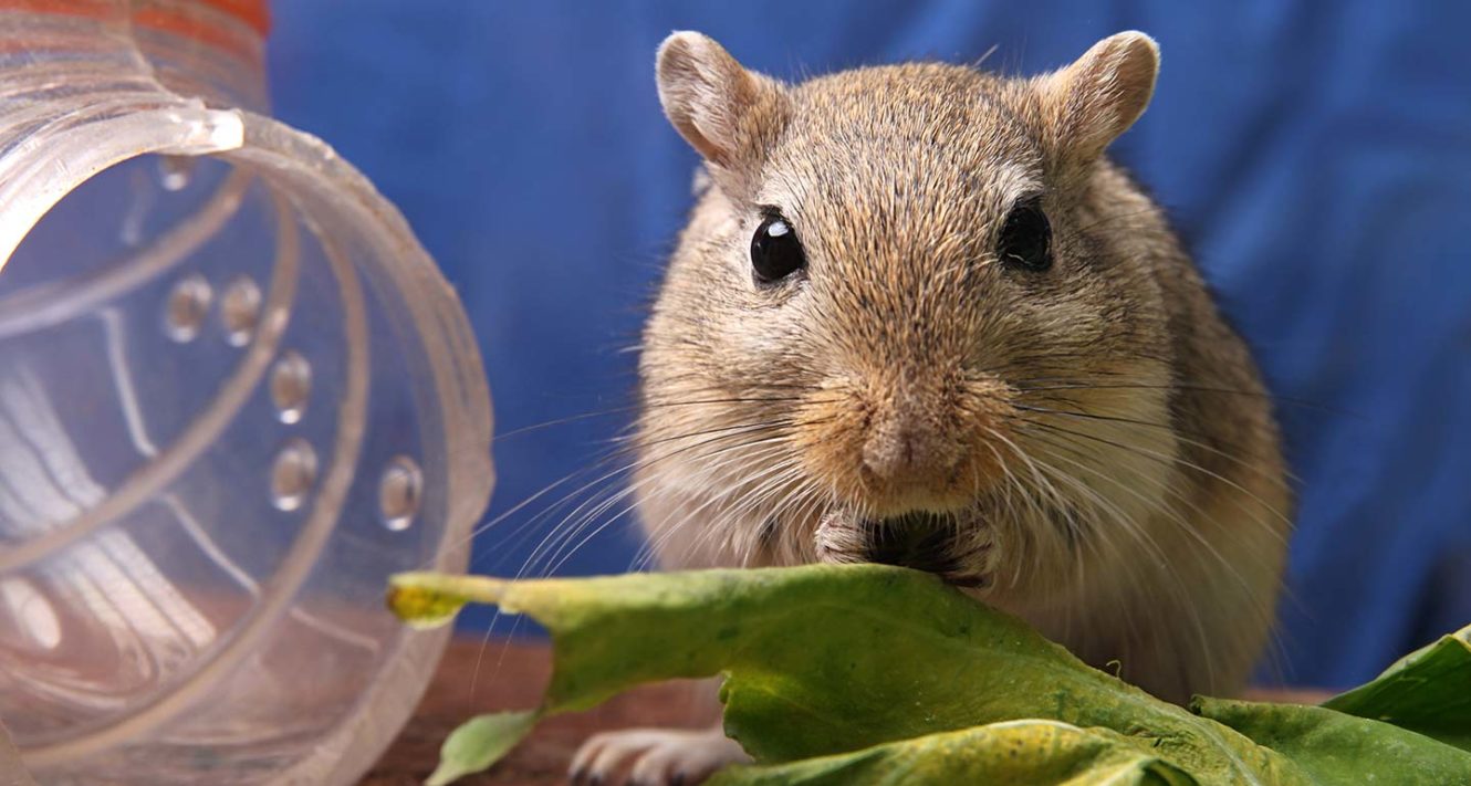 The Best Gerbil Names 100 Funny And Cute Names For Gerbils Bechewy