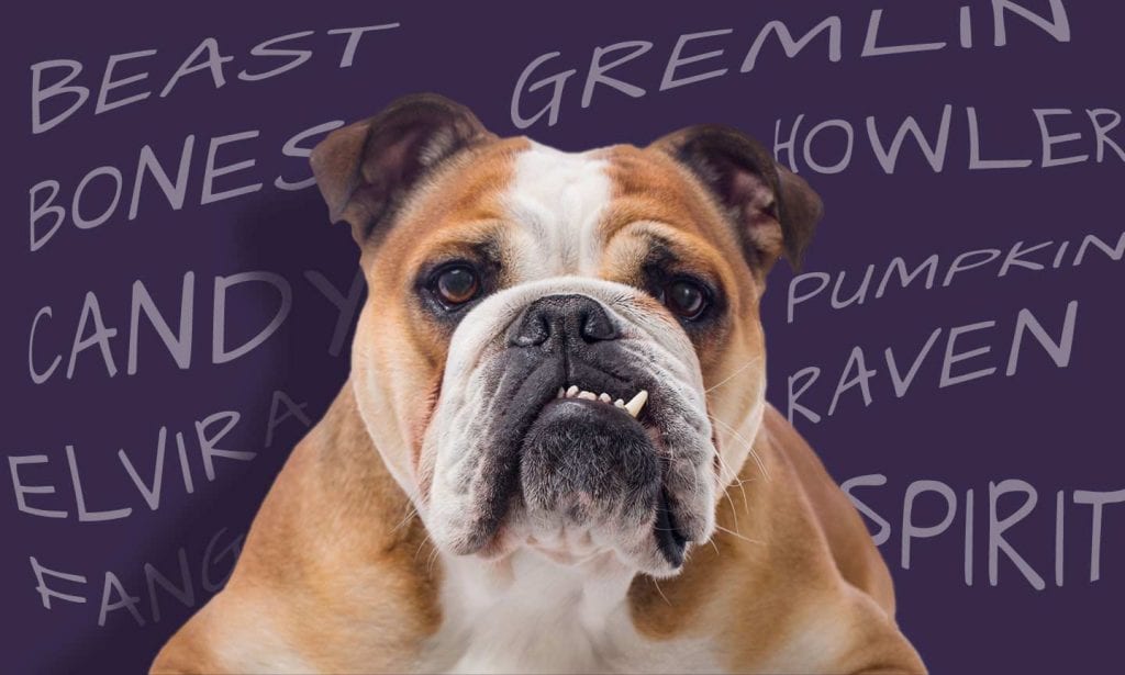 Scary Dog Names Best Sale Www aikicai