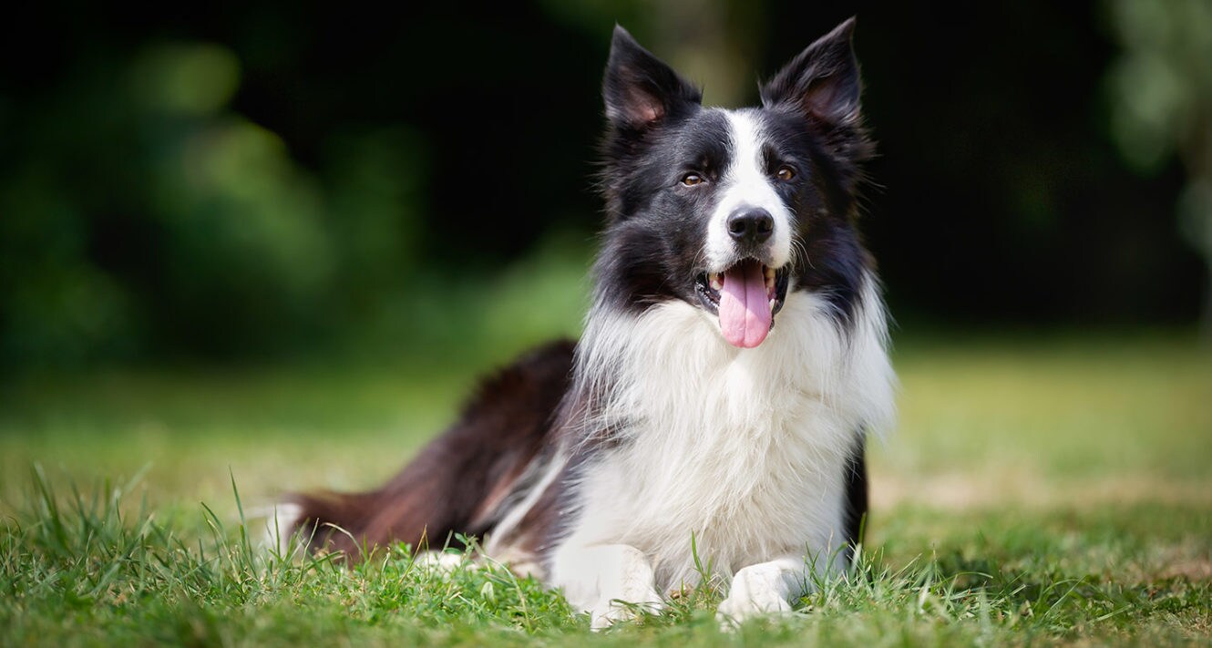 short haired red border collie
