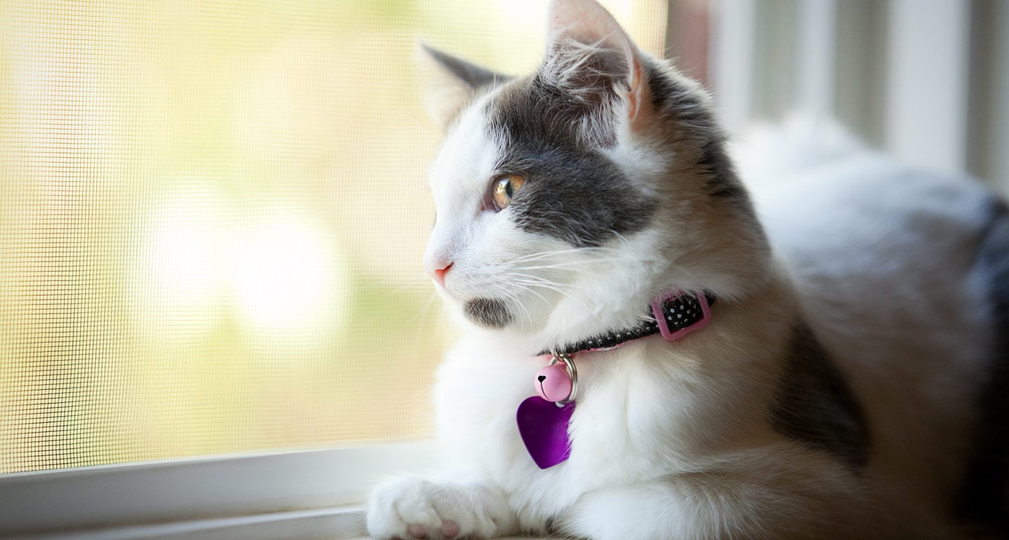 Cat Adoption Checklist