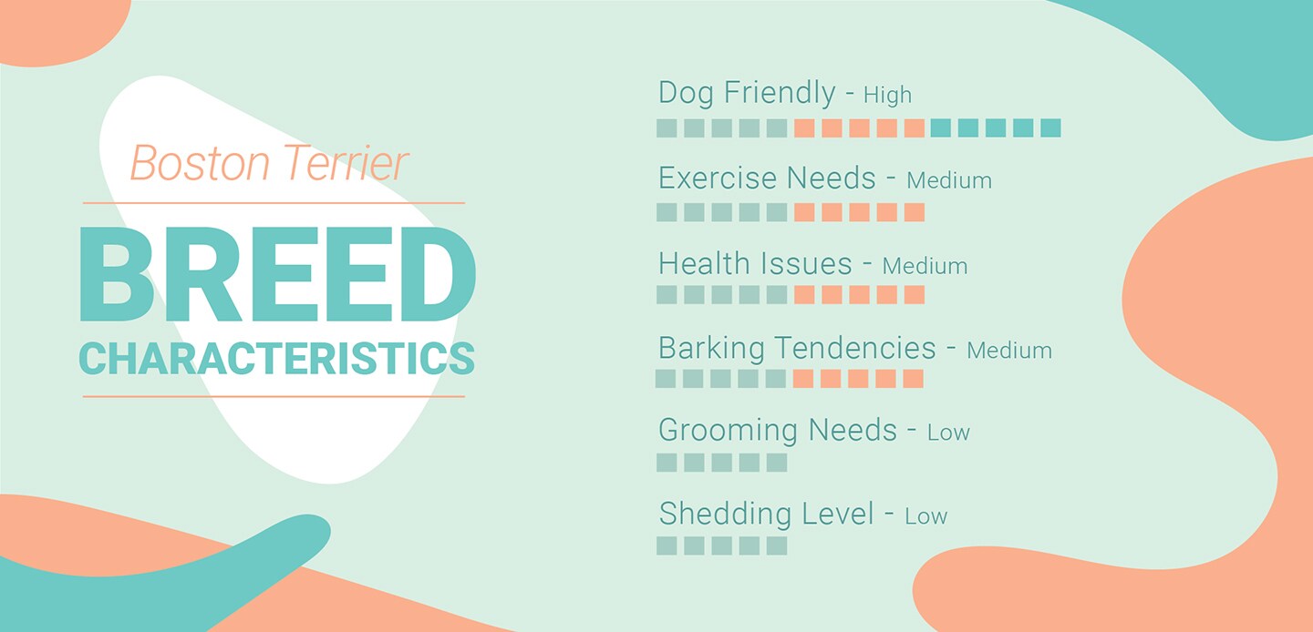Boston Terrier Characteristics