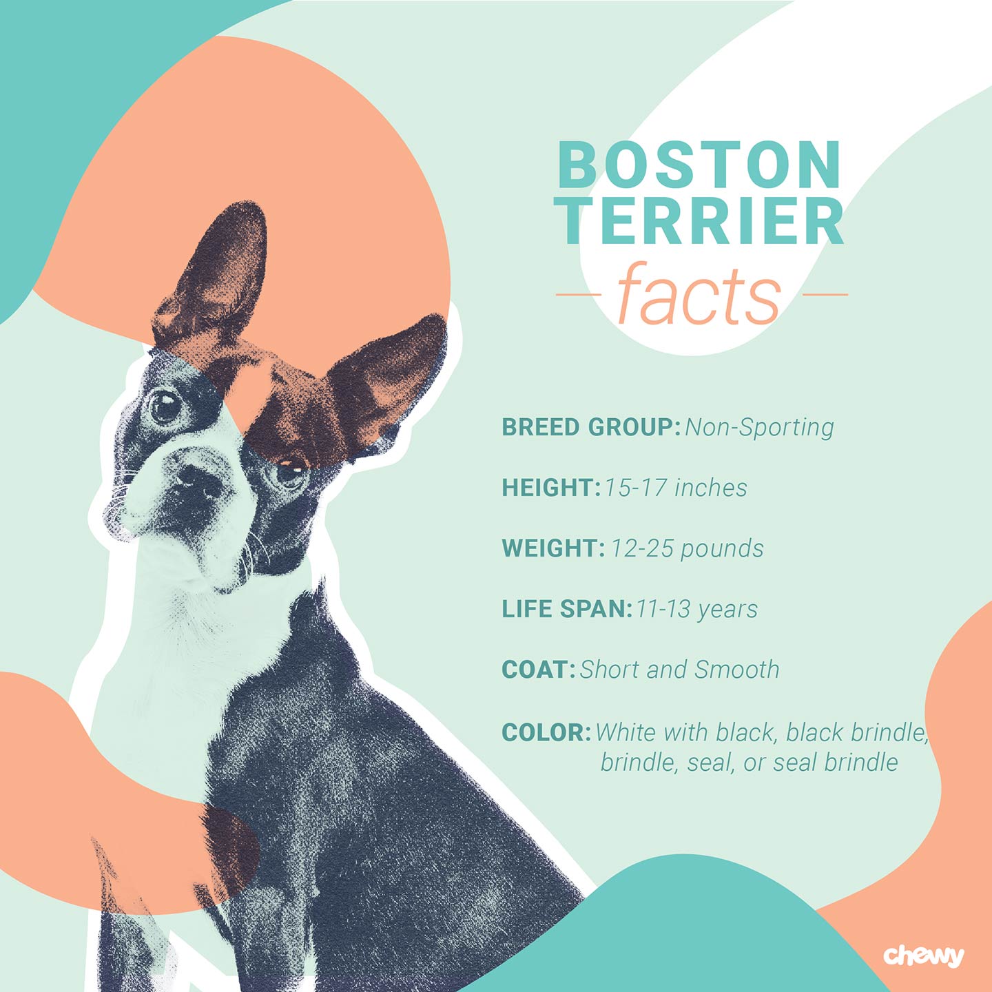 Boston Terrier