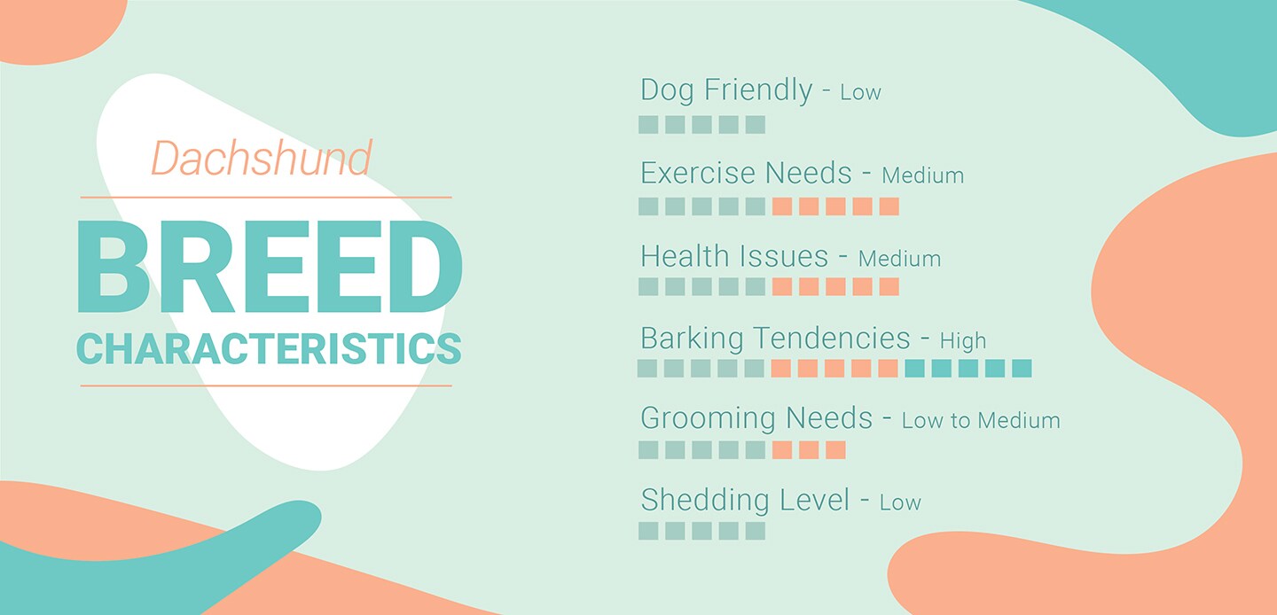 Dachshund Characteristics