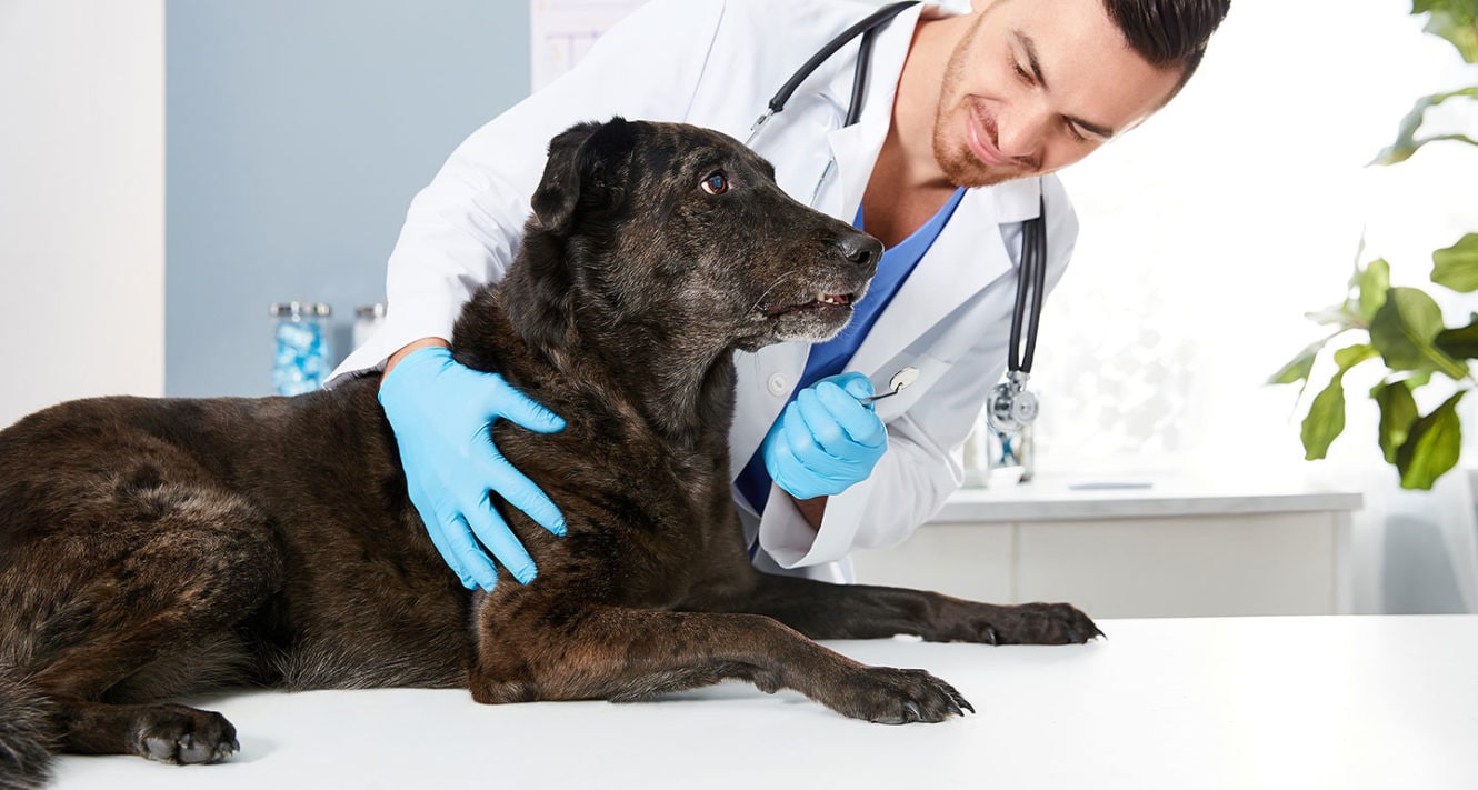 Dog Dental Cleaning What You Should Know Bechewy