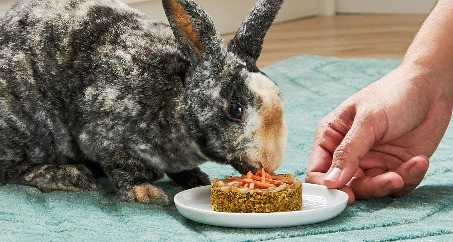 Rabbit Birthday Cake