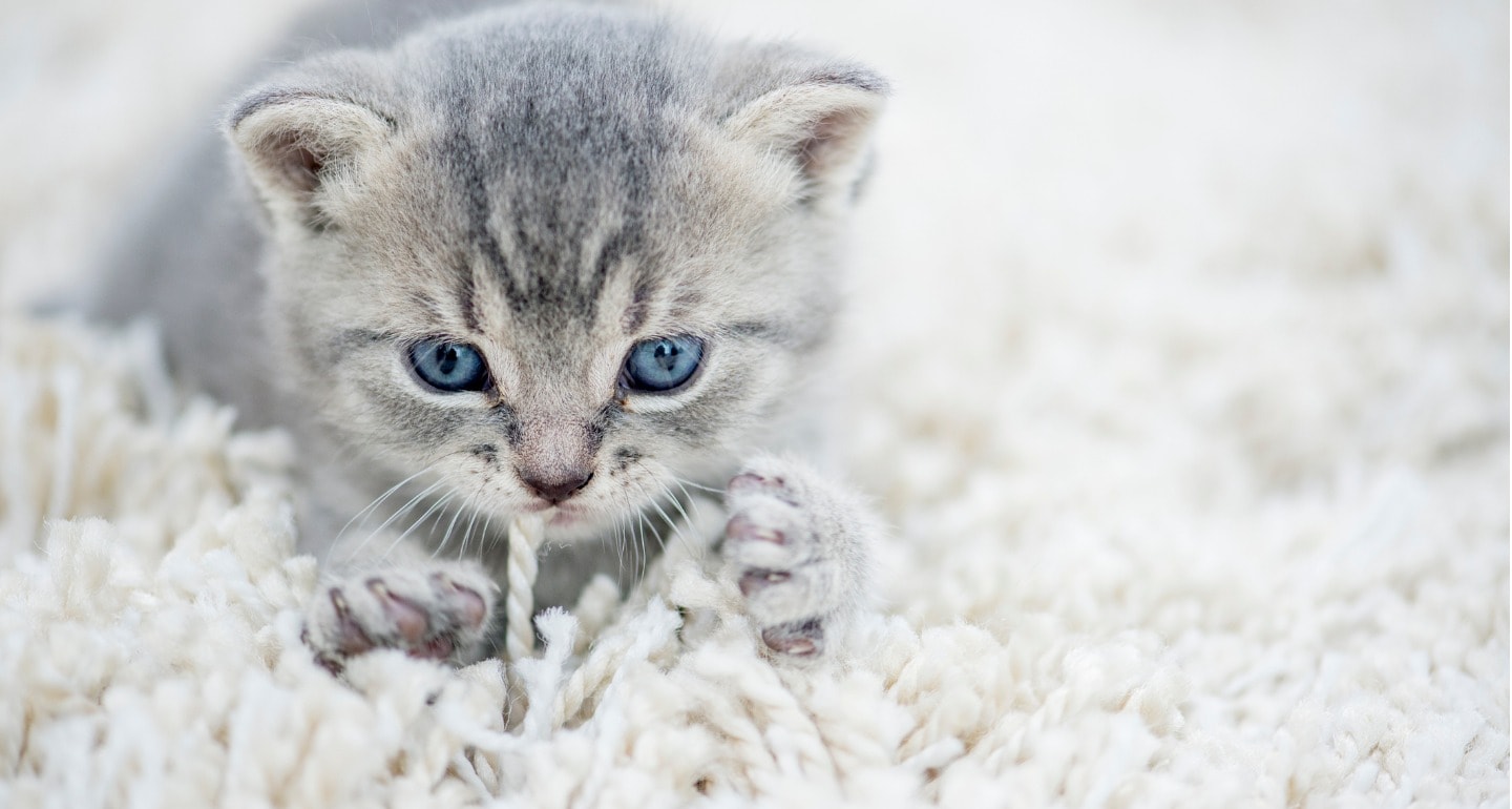 First Time Cat Owner? Read Our Ultimate Guide for New Cat Owners | BeChewy