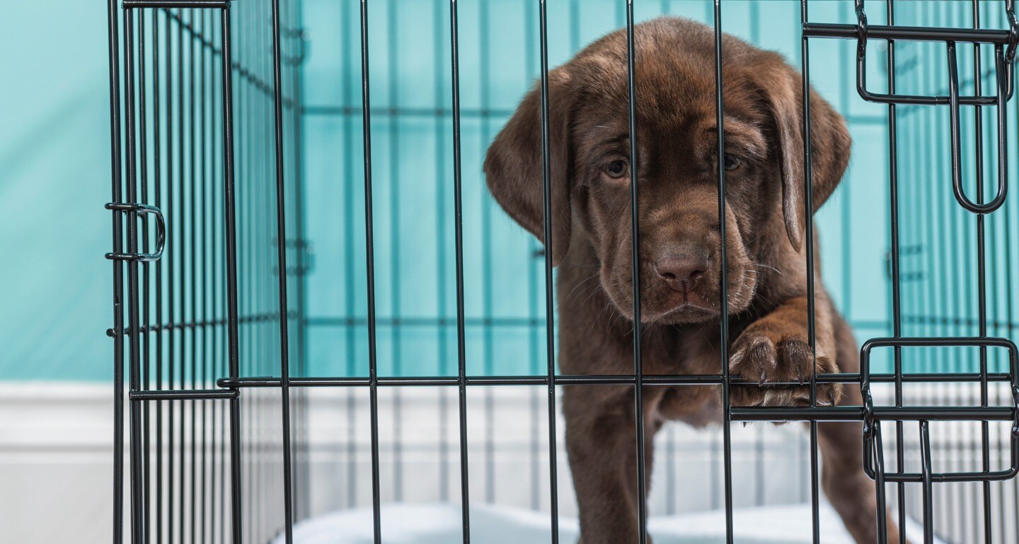 New puppy