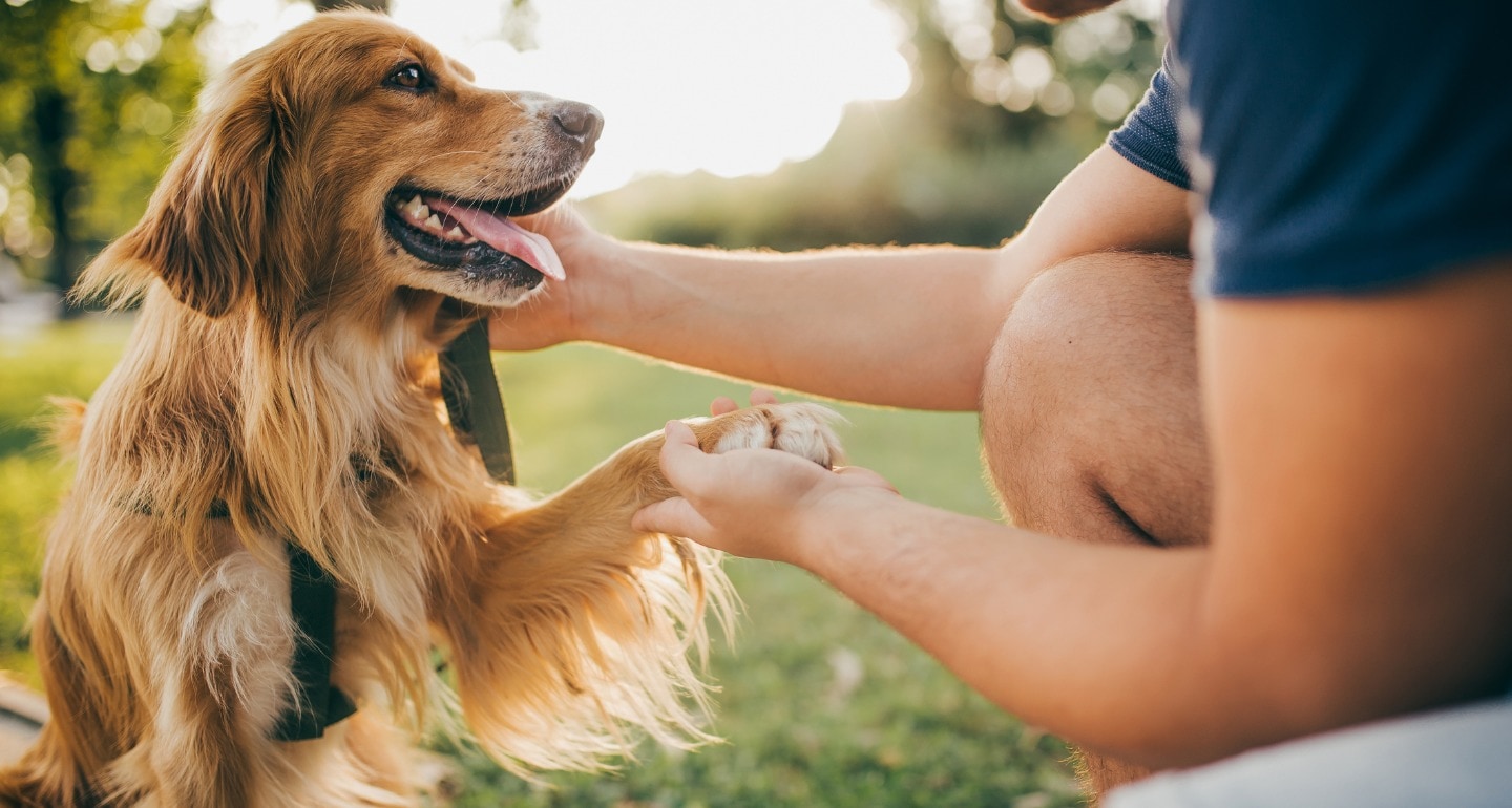 Should I Get a Dog?" 10 Signs You're Ready for Pet Parenting | BeChewy