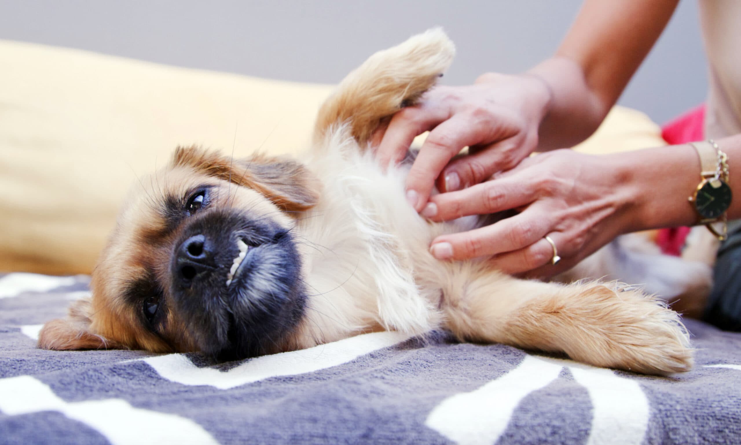 Fleas on shops puppies