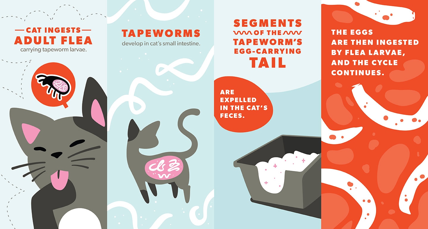 Tapeworms In Cats Causes Symptoms And Treatment Bechewy