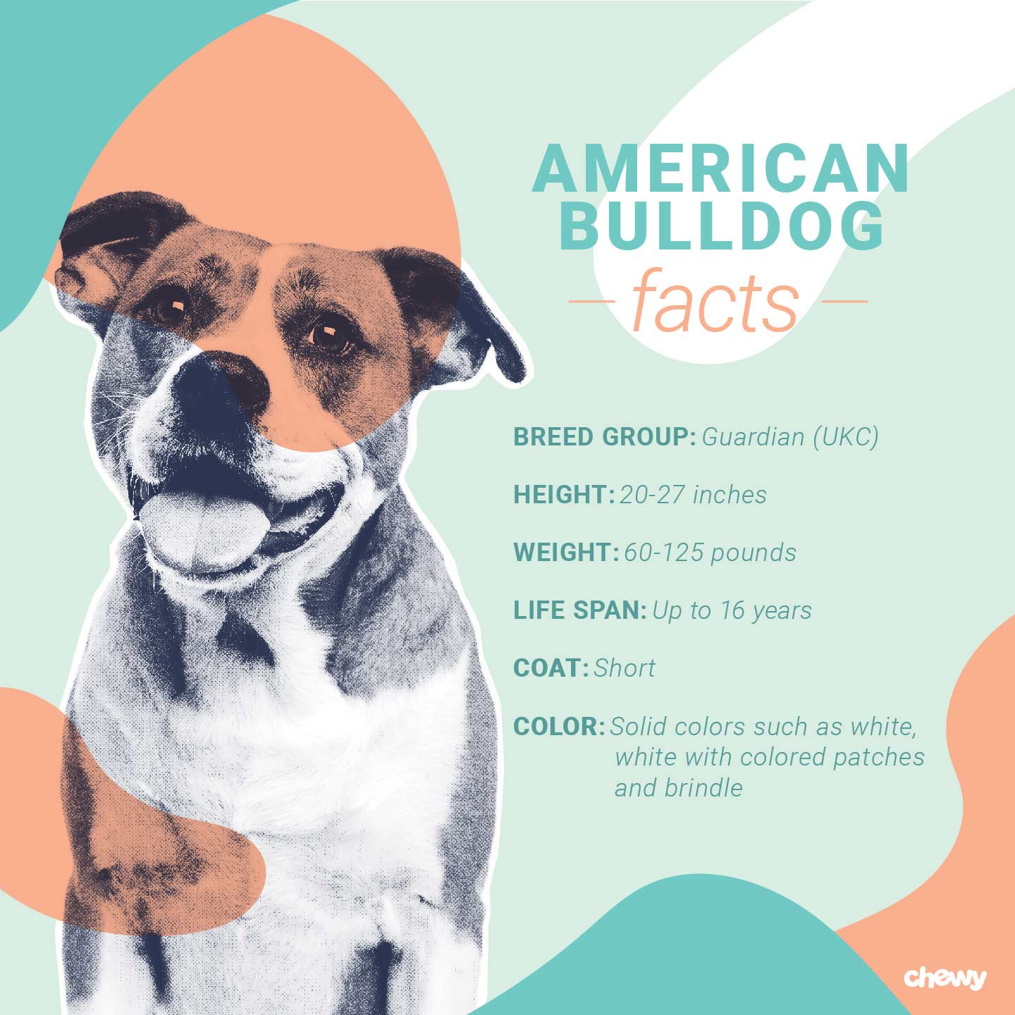 American Bulldog Facts